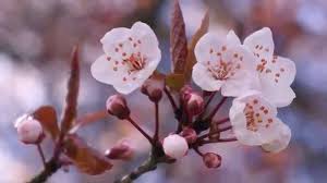 Learn about these interesting rare flowers below: Top 15 Most Beautiful Flowers In The World Youtube