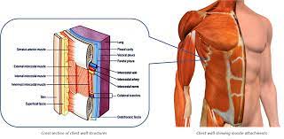 Principal functions are the protection of internal viscera and an expandable cylinder facilitating variable gas flow into the lungs. Chest Wall Lumps Rib Injury Clinic