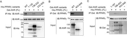 Check spelling or type a new query. Aryl Hydrocarbon Receptor Ahr Regulates Adipocyte Differentiation By Assembling Crl4b Ubiquitin Ligase To Target Pparg For Proteasomal Degradation Journal Of Biological Chemistry