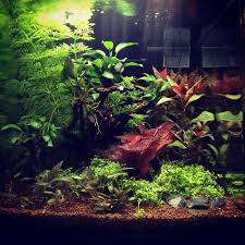 Akvaristan Akvaryum On Twitter Planted Aquarium Fish Tank Aquarium Fish