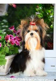 Clumsy Dog Collar Cats Dogismyfamily Dogsaccessoriestravel Biewer Yorkie Yorkshire Terrier Dog Yorkshire Terrier Puppies