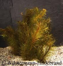 Image result for Mayaca baumii