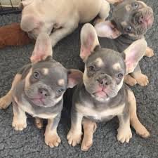 Our genetically tested, organically fed, family raised, french bulldogs come from highly we take our responsibility, as ethical bulldog breeders, very seriously and hope that you will consider us when looking for the next love of your life. French Bulldog Puppy For Sale In Millville Ma Adn 70754 On Puppyfinder Com Gender Female Ag French Bulldog Puppies Bulldog Puppies Bulldog Puppies For Sale