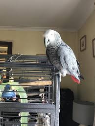 Exotic Bird Eggs For Sale In Usa African Grey Parrot For Sale In Faringdon Oxon Preloved African Grey African Grey Parrot Congo African Grey