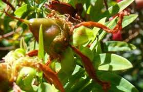 Image result for Hypericum revolutum