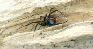 Beyond the wooden shacks lie ditches and. The World S Most Dangerous Spiders Warning Graphic Images Cbs News