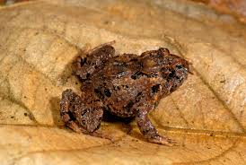 Image result for Strabomantis necerus