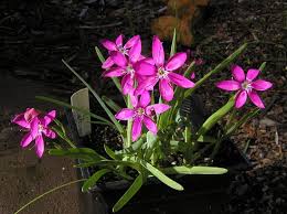 Image result for Hesperantha petitiana