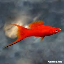 Poisson Xiphophorus Lyre M L Autres Marques Aquarium Fish Tropical Fish Fish