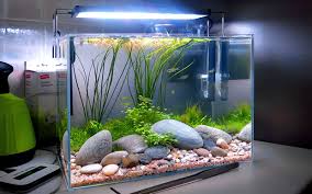 Planted or natural aquariums contain. Fresh And Marine Aquarium Setup Aquarium In The House
