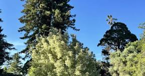 June Tree Walk for 2026