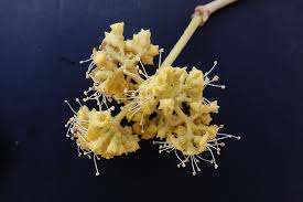 Image result for Pisonia aculeata