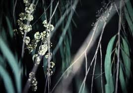 Image result for Eucalyptus sp.