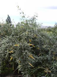 Image result for Buddleja madagascariensis