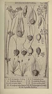 Image result for Rhynchospora eximia
