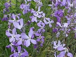 Image result for Matthiola