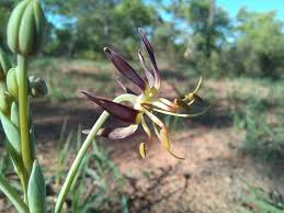 Image result for Ornithoglossum