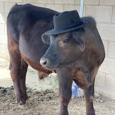 Melondipity's milk and sugar bear hat for baby and toddler boys is a very sweet hat. Just A Baby Cow Wearing A Fedora All Seated In A Barn Facebook