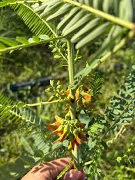 Image result for Sesbania sericea
