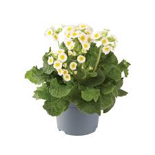 Image result for Primula