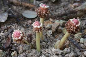 Image result for Balanophoraceae