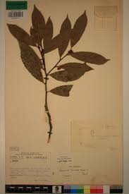 Image result for Rawsonia lucida