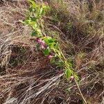 Image result for Hibiscus meyeri