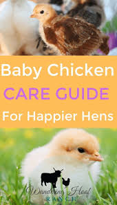 Baby Chicken Care Guide Wandering Hoof Ranch Baby Chickens Care Baby Chickens Baby Chicks