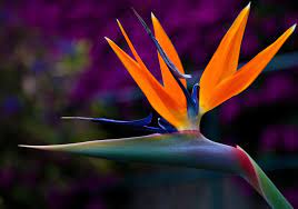 22 Extraordinary And Unique Flowers That Totally Forgot How To Be Flowers Inyminy Rare Flowers Strange Flowers Unique Flowers