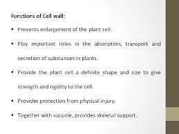 It provides the cell with both structural support and protection, and also acts as a filtering mechanism. Cell Wall And Its Function A Cell Wall