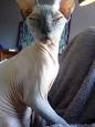 Sphynx cat - Wikipedia