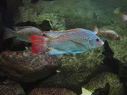 Aquarium (zoologischer garten) berlin budapester straße 32 12 minuten fußweg zum s+u aquarium zoo&aquarium erwachsene: Unknown Fish Zoologischer Garten Berlin Aquarium Zoochat
