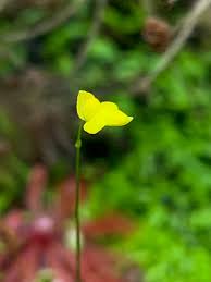 Image result for Utricularia formula