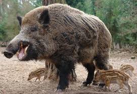 Knowledgenuts The Difference Between Pigs Hogs And Wild Boars Read Part 24 Of The Taste Of Texas Series Wil Feral Pig Wild Pig Wild Hog