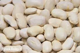 Fasola Piękny Jaś – popularna odmiana do uprawy na suche nasiona - Rynek  Rolny