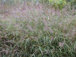 Image result for Melinis longiseta