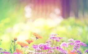 We hope you enjoy our growing collection of hd images to use as a background or home screen for your smartphone or computer. Summer Flower Wallpapers Top Free Summer Flower Backgrounds Wallpaperaccess