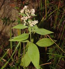 Image result for Blepharispermum pubescens