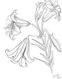 Tiger lily coloring page by ellie marks. Tiger Lily Coloring Pages Pictures Imagixs Flowers Drawing Doodles Flower Drawing Lilies Drawing