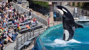 SeaWorld sẽ ngưng nuôi nhốt cá voi sát thủ