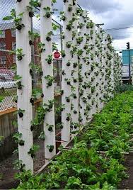 Vertical Strawberries Amazing When I See Things Like This My Father S Dna The Dna That Loves Collecting Junk S Vertical Garden Plants Succulents Garden