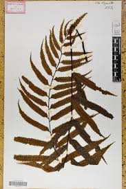 Image result for Asplenium anisophyllum