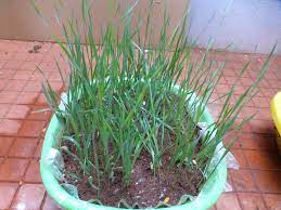 Wheatgrass is the first leaf sprouts of the common wheat plant. How To Grow Wheat Grass At Home 9 Steps With Pictures Instructables