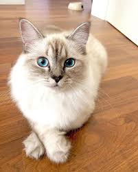 Black And White Ragdoll Cat Price Maliathecat On Instagram Cleaning Day A Day Full Of Excitement I Ran After The Mop All The Time And On Ragdoll Cat Breed Beautiful Cats Cats And Kittens