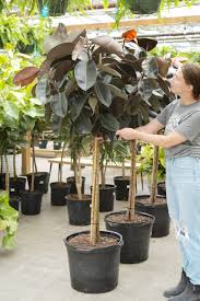 Image result for Ficus