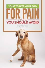Pin On Advice Of Vet