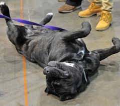 Il termine corso si fa derivare dal latino cohors, cohortis e cioè corte, cortile, ma anche milizia o guardiano. Cane Corso Carattere Costo Di Acquisto E Mantenimento