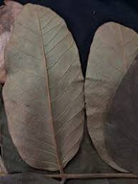 Image result for Centrolobium