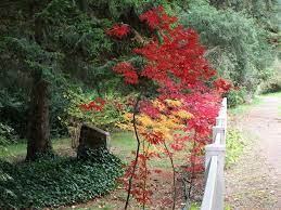 Check spelling or type a new query. The Singing Gardens Of C J Dennis Tearooms Publications Facebook
