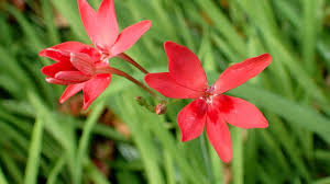 Image result for Freesia grandiflora